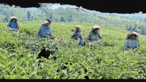 Munnar tea workers Kerala